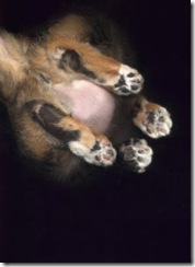Cat Scan