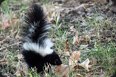 Juvenile Striped Skunk